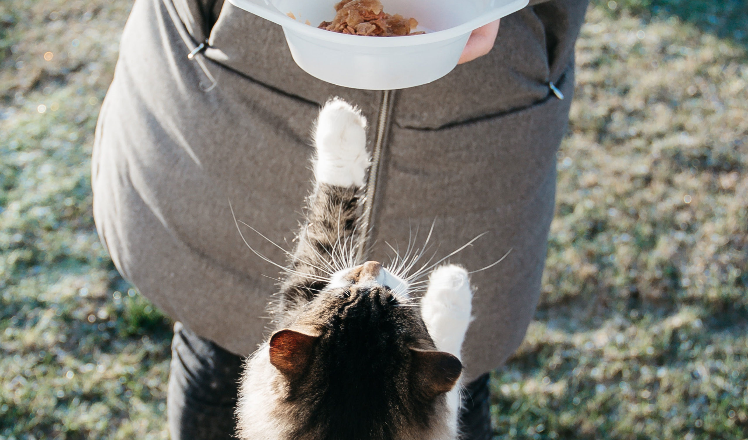 Pet care lifestyle
